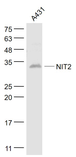 1 - NIT2 Rabbit pAb AP57766