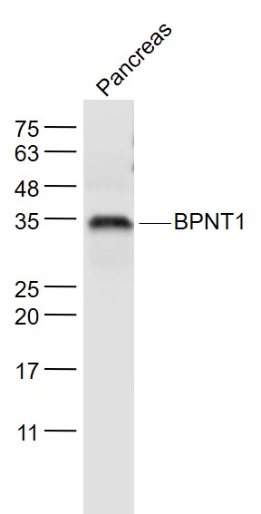 1 - BPNT1 Rabbit pAb AP57768