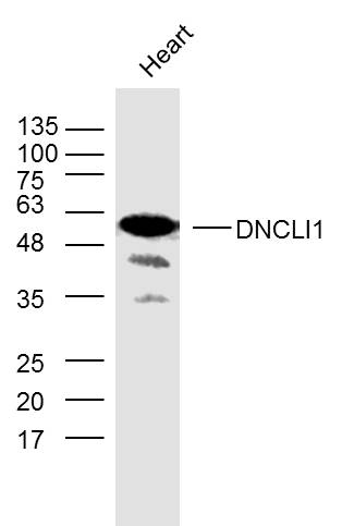 1 - DNCLI1 Rabbit pAb AP57771