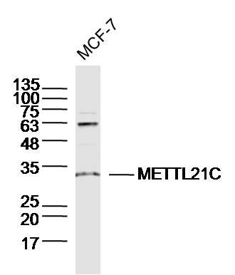 1 - METTL21C Rabbit pAb AP57776