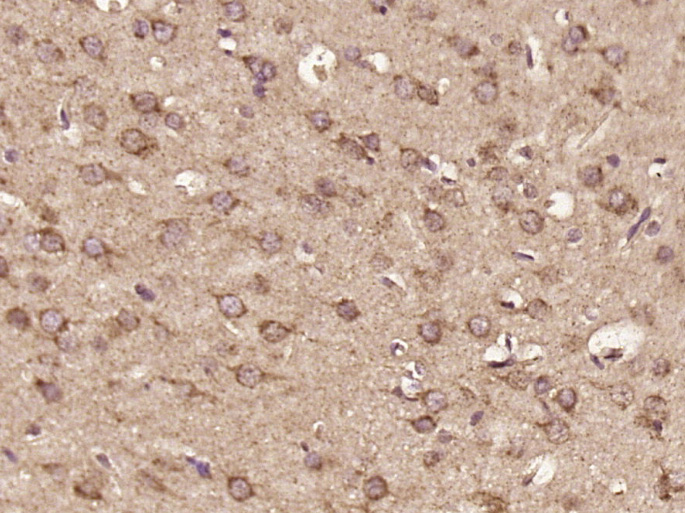 14 - C16orf5 Rabbit pAb AP57784
