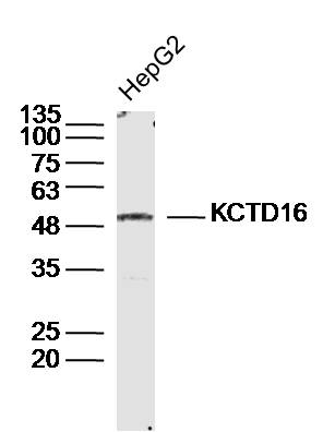 1 - KCTD16 Rabbit pAb AP57788