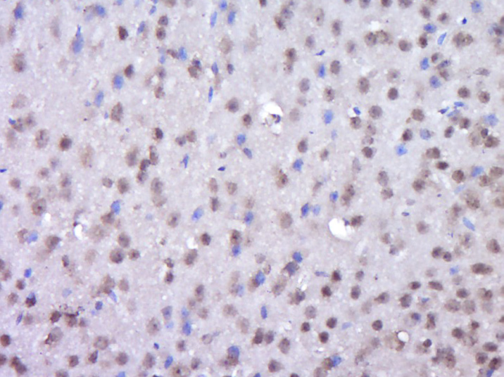 14 - FSCB Rabbit pAb AP57789