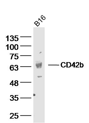1 - GP1BA Rabbit pAb AP57793