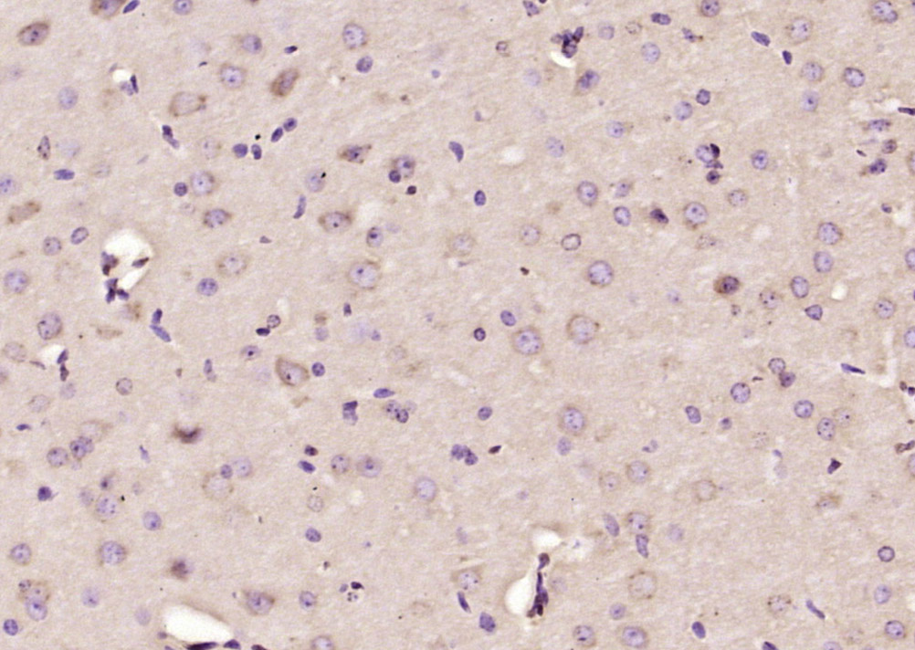 14 - SIGLEC1 Rabbit pAb AP57798