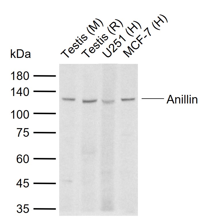 1 - Anillin Rabbit pAb AP57799
