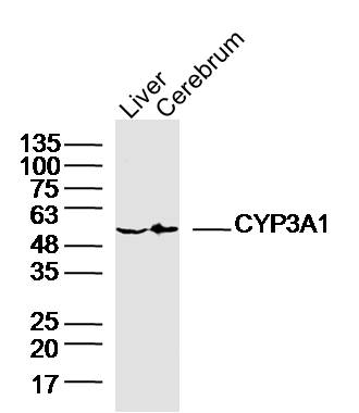 1 - CYP3A1 Rabbit pAb AP57807