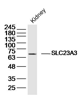 1 - SLC23A3 Rabbit pAb AP57815
