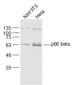 1 - p66 beta/GATAD2B Rabbit pAb AP57854