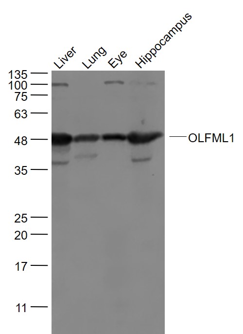 1 - OLFML1 Rabbit pAb AP57860