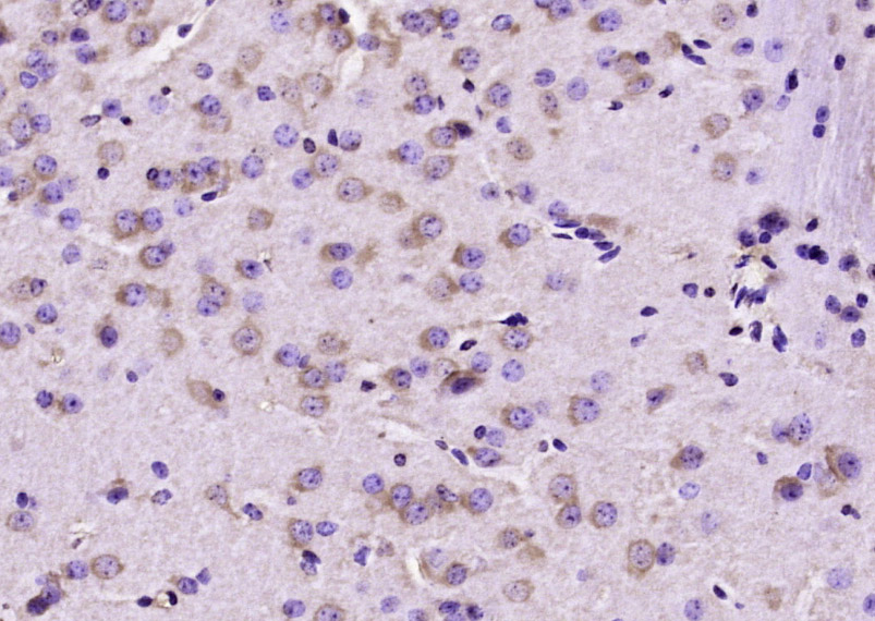 14 - OPA3 Rabbit pAb AP57867
