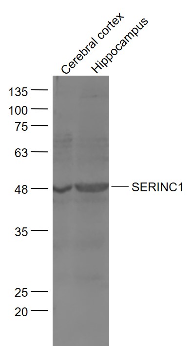 1 - SERINC1 Rabbit pAb AP57869