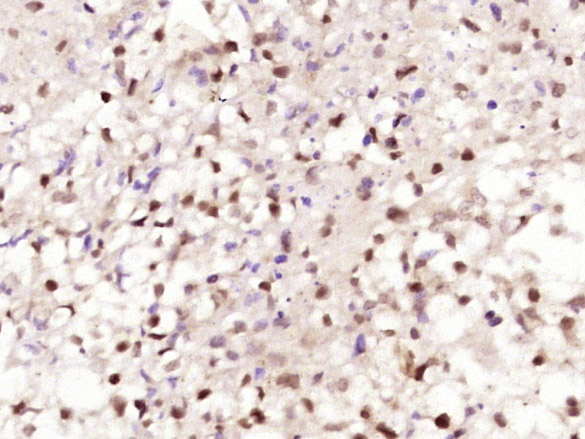 14 - SFRS12/p18SRP Rabbit pAb AP57873