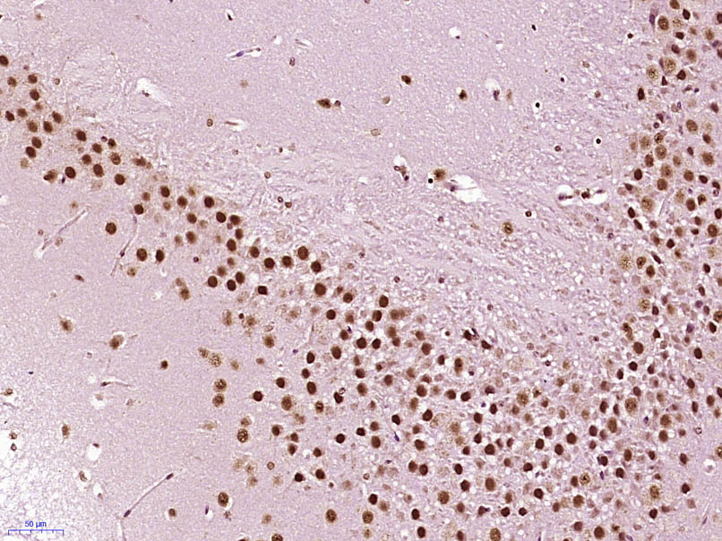 14 - PUS7L Rabbit pAb AP57874