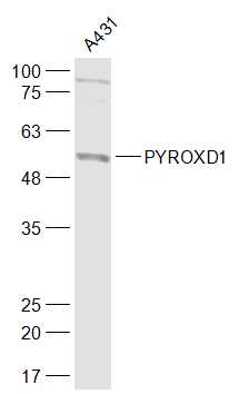 1 - PYROXD1 Rabbit pAb AP57877