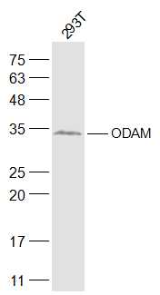 1 - ODAM Rabbit pAb AP57889