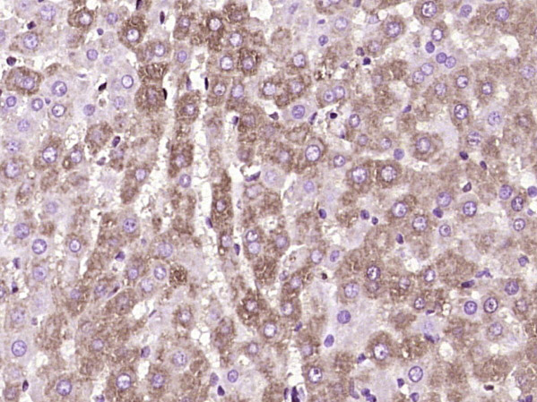 14 - SDR-O Rabbit pAb AP57892