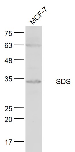 1 - SDS/Serine dehydratase Rabbit pAb AP57894