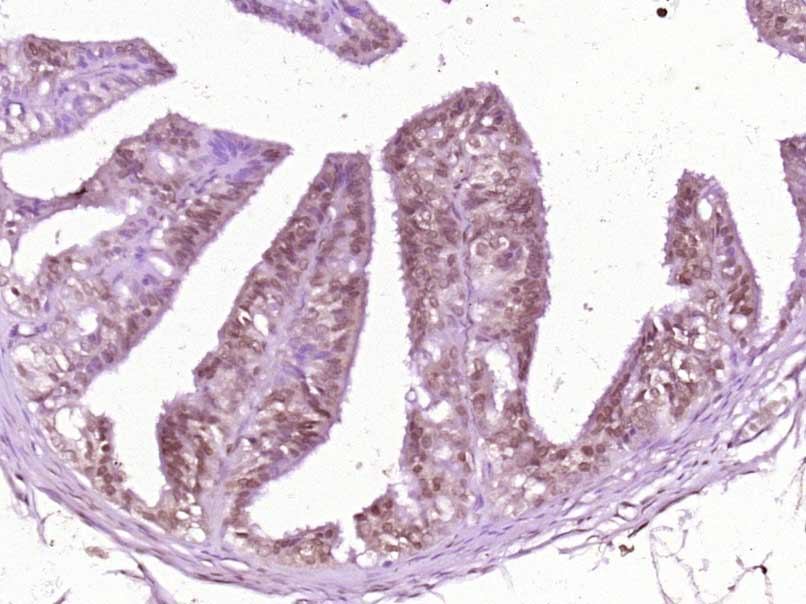 14 - RAD21L1 Rabbit pAb AP57896