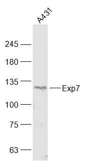 1 - RANBP16/Exp7 Rabbit pAb AP57903