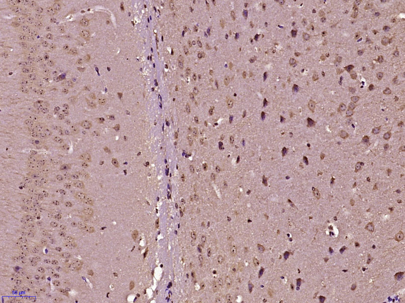 14 - RANBP16/Exp7 Rabbit pAb AP57903