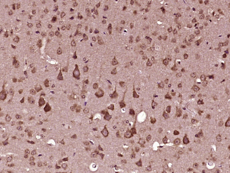 14 - RAPGEFL1 Rabbit pAb AP57906
