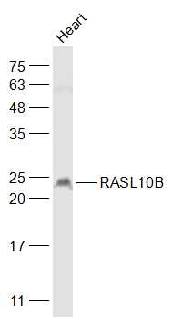 1 - RASL10B Rabbit pAb AP57909