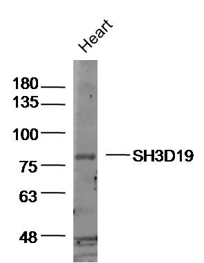 1 - SH3D19 Rabbit pAb AP57912