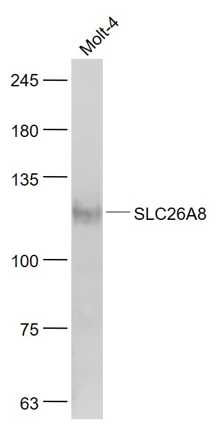 1 - SLC26A8 Rabbit pAb AP57944