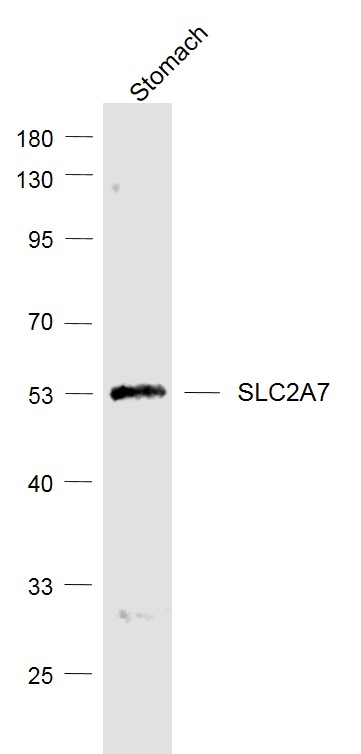 1 - SLC2A7 Rabbit pAb AP57947