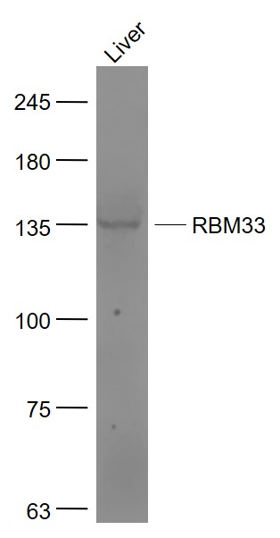 1 - RBM33 Rabbit pAb AP57965