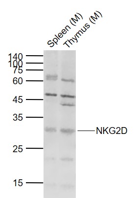 1 - NKG2D Rabbit pAb AP57967