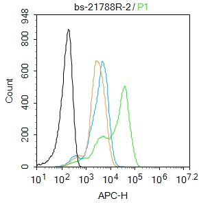 0 - Glypican 1 Rabbit pAb AP57971