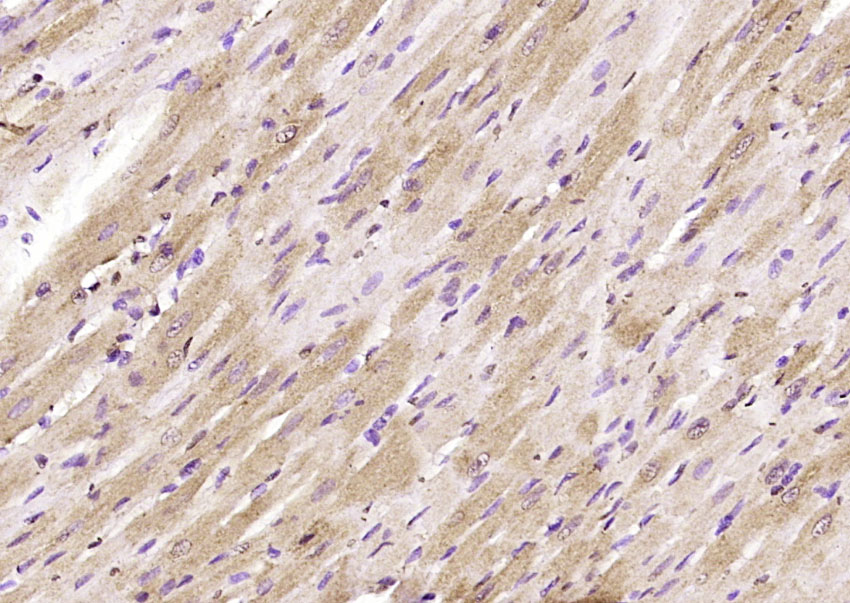 14 - Glypican 1 Rabbit pAb AP57971