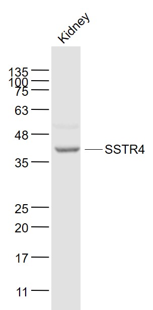 1 - SSTR4 Rabbit pAb AP57975