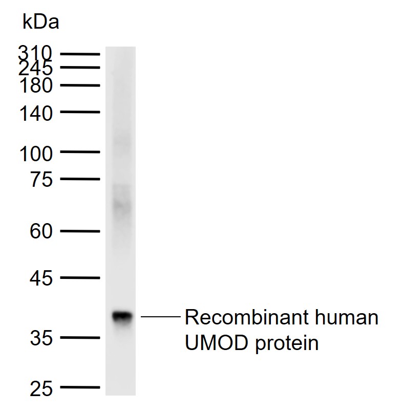 1 - UMOD Rabbit pAb AP57977