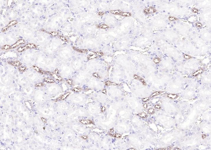 14 - UMOD Rabbit pAb AP57977
