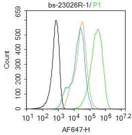 0 - CCR-2 Rabbit pAb AP57987