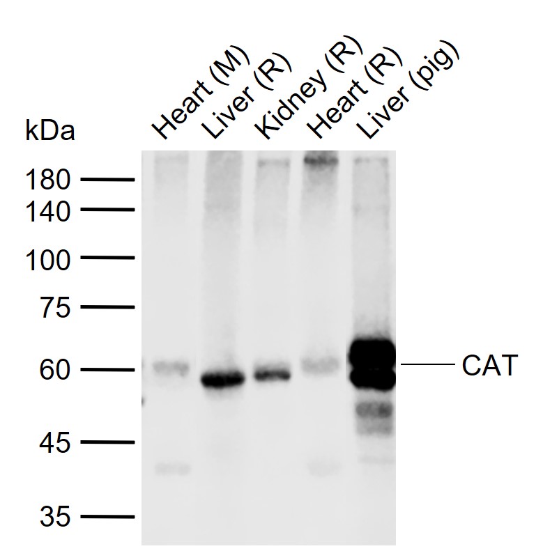 1 - CAT Rabbit pAb AP57988