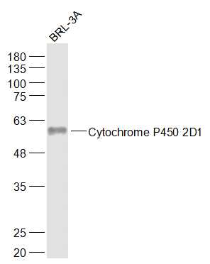 1 - Cytochrome P450 2D1 Rabbit pAb AP58008
