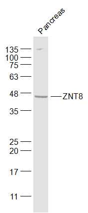 1 - ZNT8 Rabbit pAb AP58012