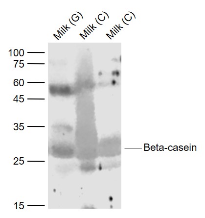1 - Beta-casein Rabbit pAb AP58022