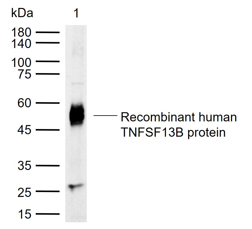 1 - TNFSF13B Rabbit pAb AP58024