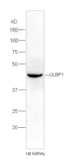 1 - ULBP1 Rabbit pAb AP58054
