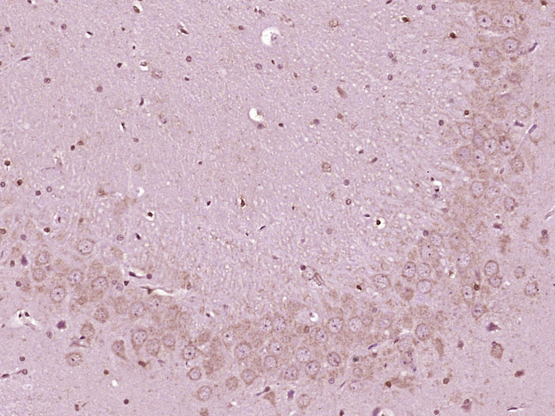 14 - Urocortin 3 Rabbit pAb AP58057