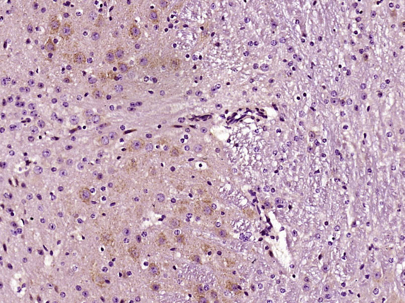 14 - RGS5 Rabbit pAb AP58058