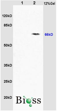 1 - ABCE1 Rabbit pAb AP58064