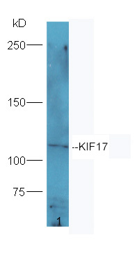 1 - KIF17 Rabbit pAb AP58074