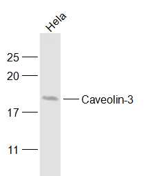 1 - Caveolin-3 Rabbit pAb AP58079