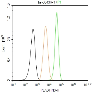 0 - PLASTIN3 Rabbit pAb AP58083